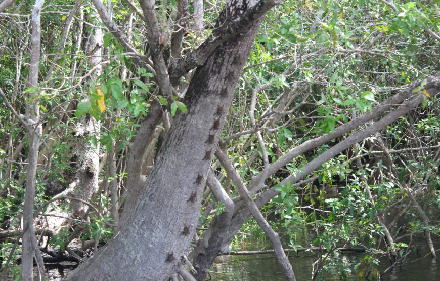 Lamanai Belize Tours