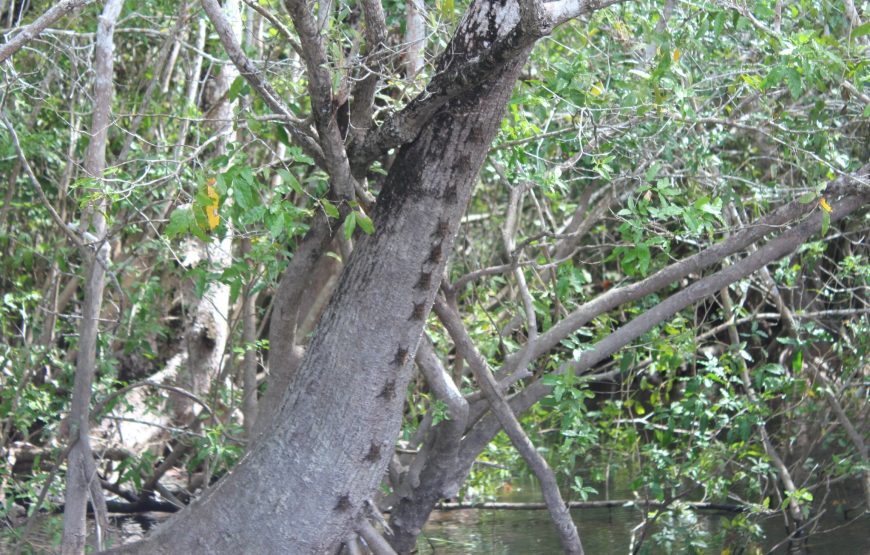 Lamanai Belize Tours