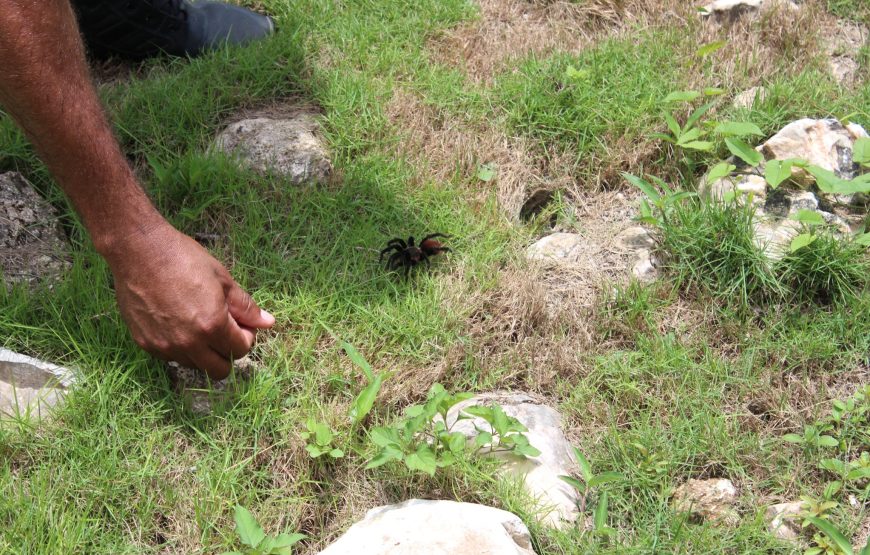 Lamanai Belize Tours