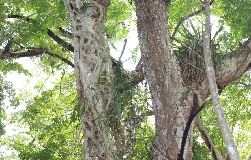 Lamanai Belize Tours