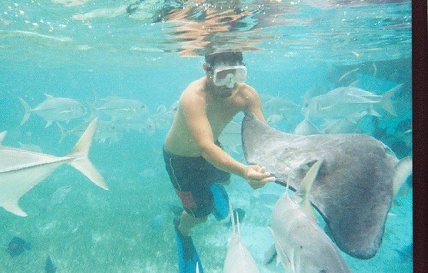 Snorkeling in Belize Hol Chan Marine Park Shark & Sting Ray Alley with Lunch on San Pedro