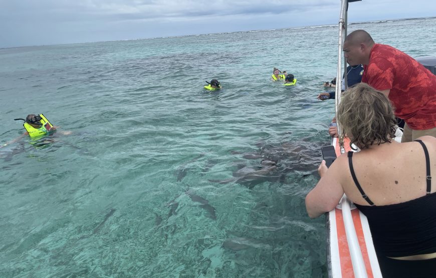 Snorkeling in Belize Hol Chan Marine Park Shark & Sting Ray Alley with Lunch on San Pedro