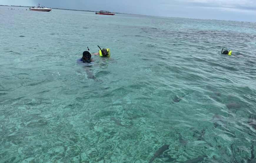 Snorkeling in Belize Hol Chan Marine Park Shark & Sting Ray Alley with Lunch on San Pedro