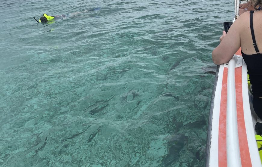 Snorkeling in Belize Hol Chan Marine Park Shark & Sting Ray Alley with Lunch on San Pedro