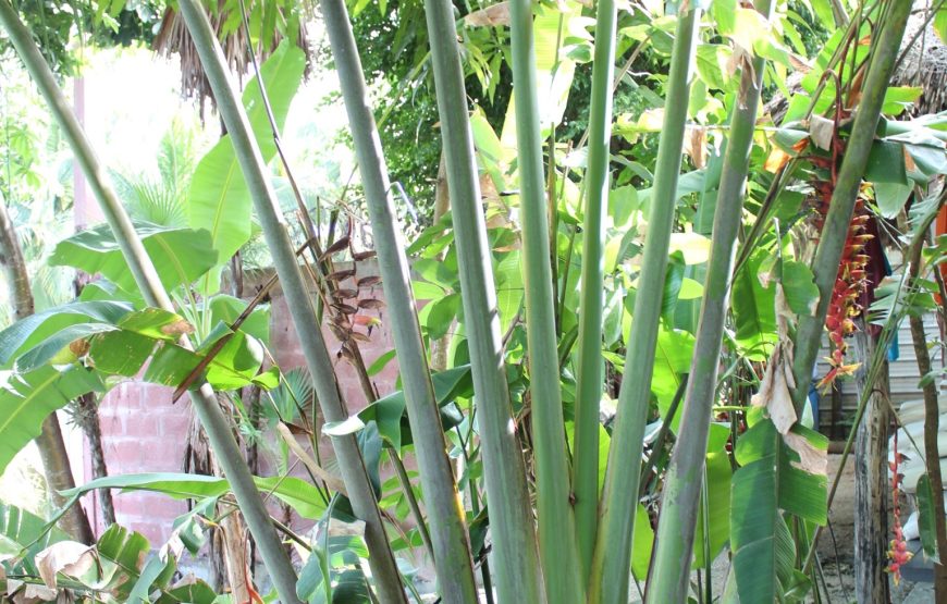 Lamanai Belize Tours