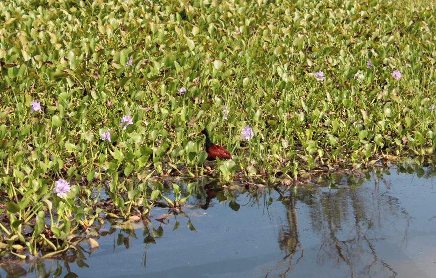 Lamanai Belize Tours