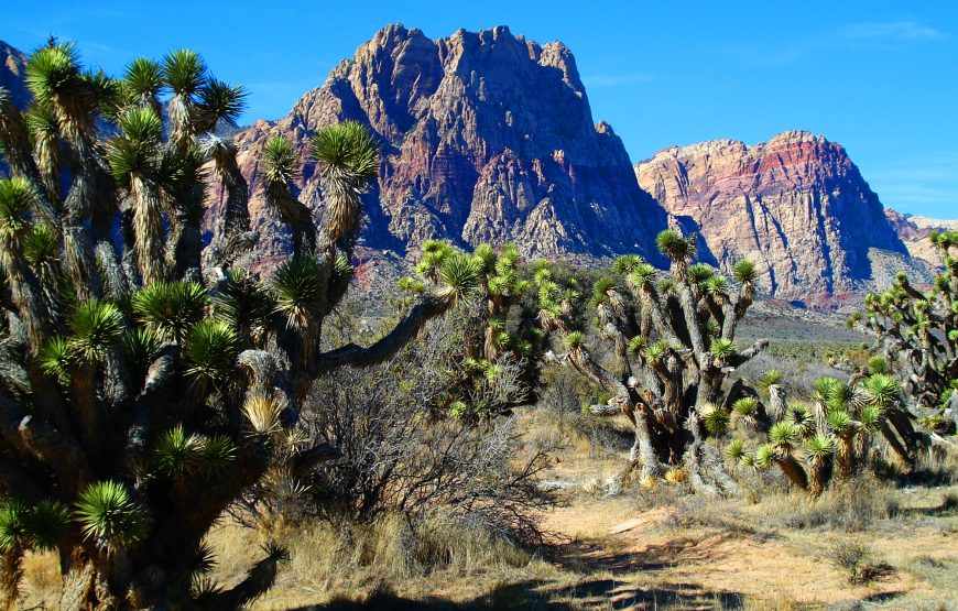 Red Rock Canyon Tours from Las Vegas